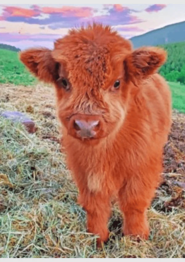 Little Cow- Animals Diy Diamond Painting Kit